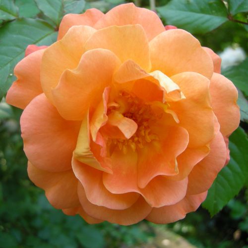 E-commerce, vendita, rose, in, vaso rose arbustive - arancione - Rosa Westerland® - rosa intensamente profumata - Reimer Kordes - ,-